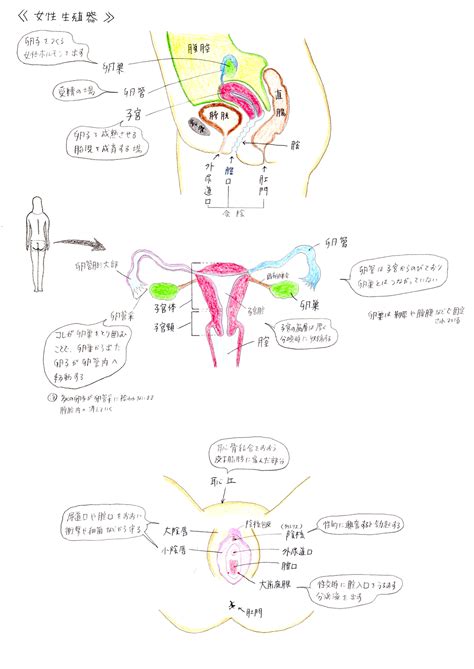 女人性器官|女陰